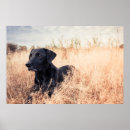 Suche nach schwarzer labrador retriever hund poster Niedlich