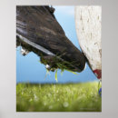 Recherche de rugby posters Close up