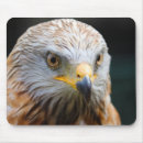 Suche nach geier mousepads Vogelvogel