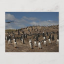 Suche nach gentoo pinguin postkarten Küste