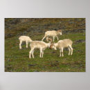 Suche nach sheep poster Schafe