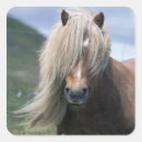 Recherche de shetland autocollants Poney