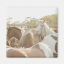 Suche nach pferd magnete Pony