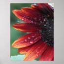 Recherche de tournesol rouge art Nature