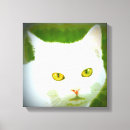 Suche nach weiße katzen leinwandbilder Miezekatze