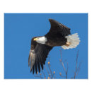 Suche nach adler foto poster Vögel