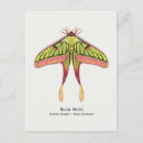 Suche nach motten postkarten Insekt