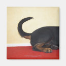 Suche nach schwänze magnete Hund