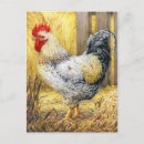 Recherche de de coq cartes postales Grange