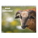 Suche nach ziegen kalender Lamm