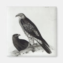 Suche nach raubvogel magnete Vogelvogel