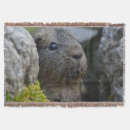 Suche nach meerschweinchen decken Nagetier