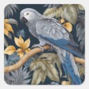 Recherche de perroquet gris africain autocollants Animal