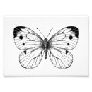 Recherche de papillon noir et blanc posters Illustration