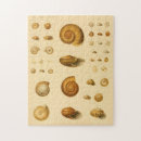 Recherche de mollusque puzzles Plage