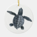 Suche nach hatchling Schildkröte