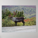 Recherche de caribou poster Animaux