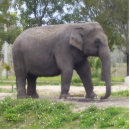 Recherche de gris photo sculptures Faune