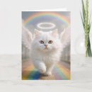 Recherche de minou persan Blanc