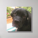 Recherche de amant impressions sur toile Chiot