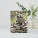 Recherche de lemur cartes postales De