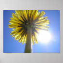 Recherche de pissenlit posters Floral