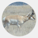 Suche nach bucker aufkleber Jagd