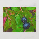 Recherche de mûre cartes postales Myrtille