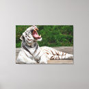 Suche nach tiger leinwandbilder Weiß