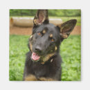 Suche nach hirten magnete Hund
