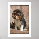 Recherche de beagles posters Chiot