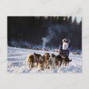Recherche de iditarod cartes postales Husky