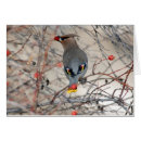 Suche nach waxwing Winter