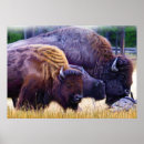 Suche nach bison poster Wildtiere