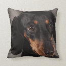 Recherche de teckels coussins Animaux familiers