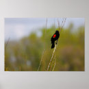 Recherche de phoeniceus Aviaire