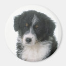 Suche nach schaferhund magnete Welpe