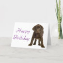 Suche nach brauner labrador postkarten Retriever