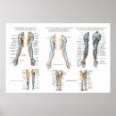 Recherche de bras posters Anatomie