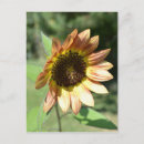 Recherche de septembre cartes postales Fleurs