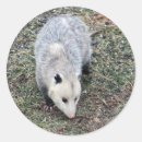 Recherche de possums travaux manuels fêtes Marsupial