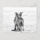 Suche nach serengeti nationalpark poster Zebra