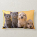 Recherche de teckels coussins Animaux familiers