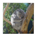 Recherche de koala carreaux Animal