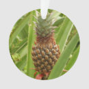 Suche nach früchte ornamente Ananas