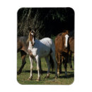 Suche nach mustang magnete Pferd