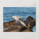 Suche nach seeschwalben postkarten Flug