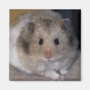 Suche nach syrisch magnete Nagetiere