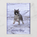 Recherche de akitas cartes postales Animal