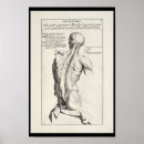 Recherche de muscle humain posters Anatomie